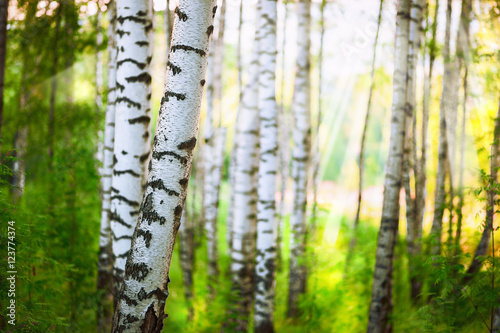 Fototapeta Naklejka Na Ścianę i Meble -  summer in birch forest