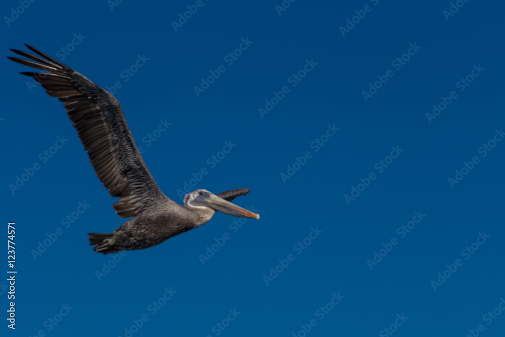Fototapeta premium Aves Marinas (Seabirds)