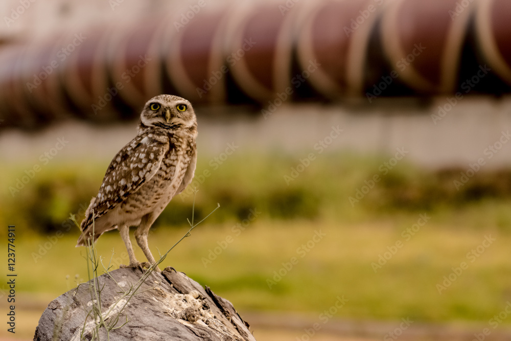 Fototapeta premium Fauna Urbana