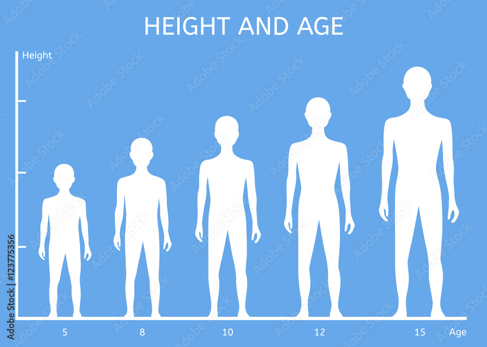 Height and age boys. Child Growth Stages Stock Vector