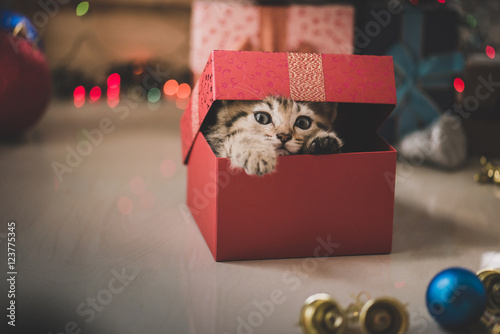 Fototapeta Naklejka Na Ścianę i Meble -  kitten playing in a gift box