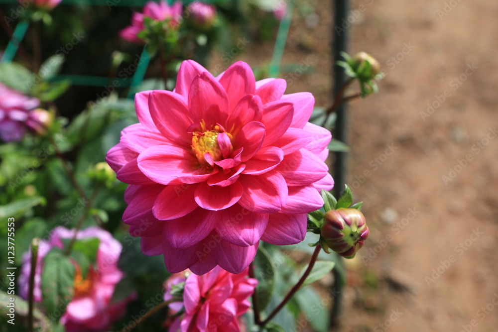 Obraz premium ダリア畑