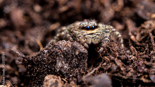Rindenspringspinne (Marpissa Muscosa) photo