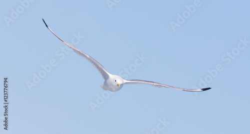 Black-legged kittiwake flying