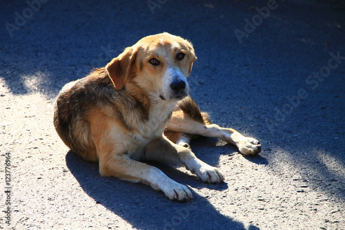 Homeless dog on the street in Sarajevo , Bosnia and Herzegovina