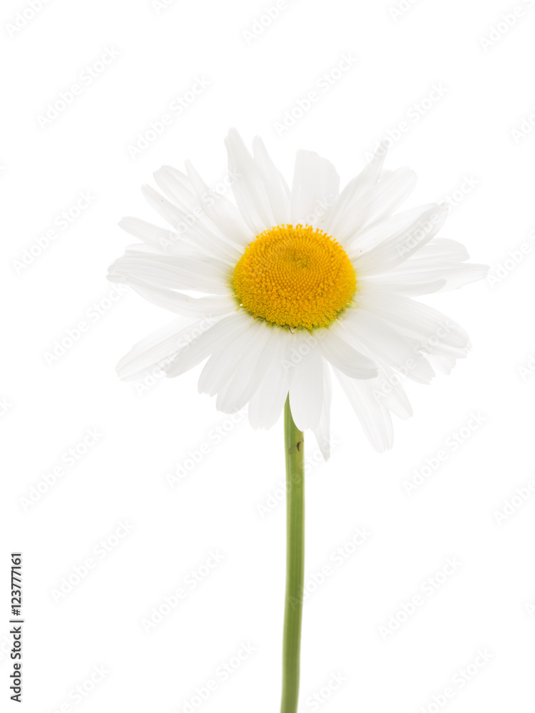 Fototapeta premium beautiful daisy on a background of isolation
