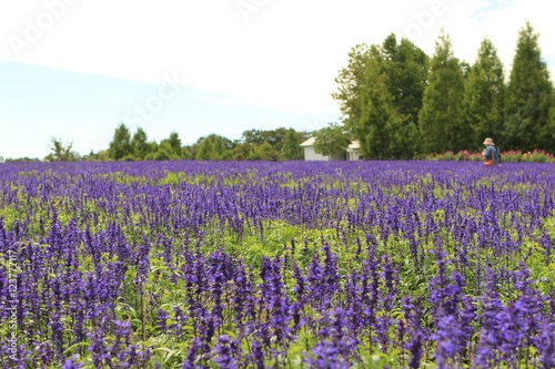 Wallpaper Mural ブルーサルビア Torontodigital.ca