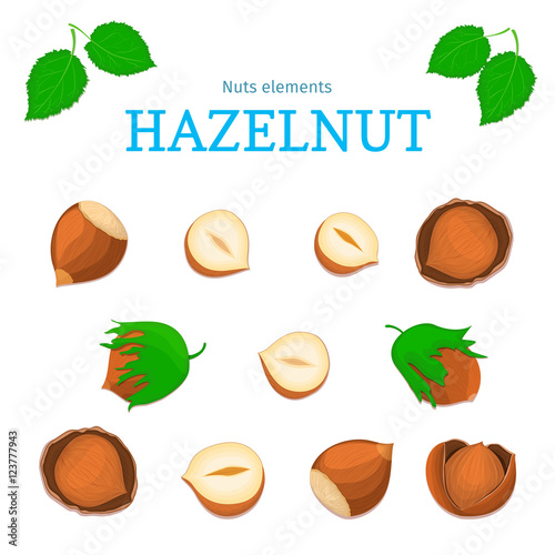 Vector set of nuts. Hazelnut nut fruit, whole, peeled, piece of half, walnut in shell, leaves. Collection of walnut nuts designer elements for use in packaging design projects flyer healthy eating