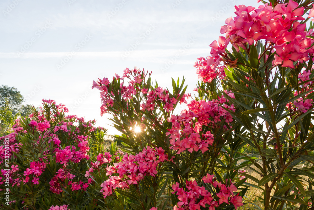 Rayos de Sol entre Flores de Azalea foto de Stock | Adobe Stock