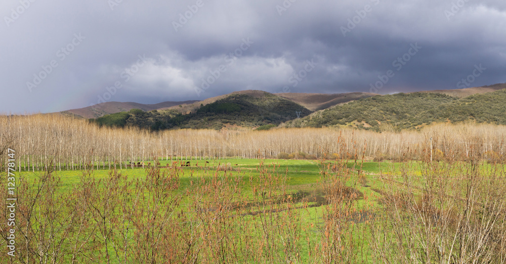  Panorama de Paisaje con praderas con vacas pastando , arboledas, y colinas 