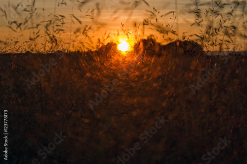 Puesta de Sol entre Hierbas Silvestres photo