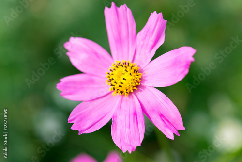 Close-up cosmos flower