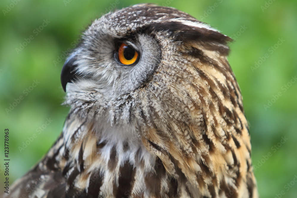 eagle owl eagle owl