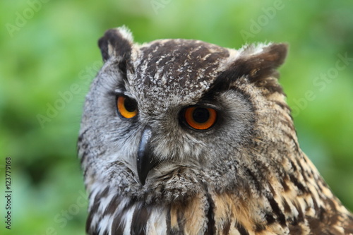 eagle owl