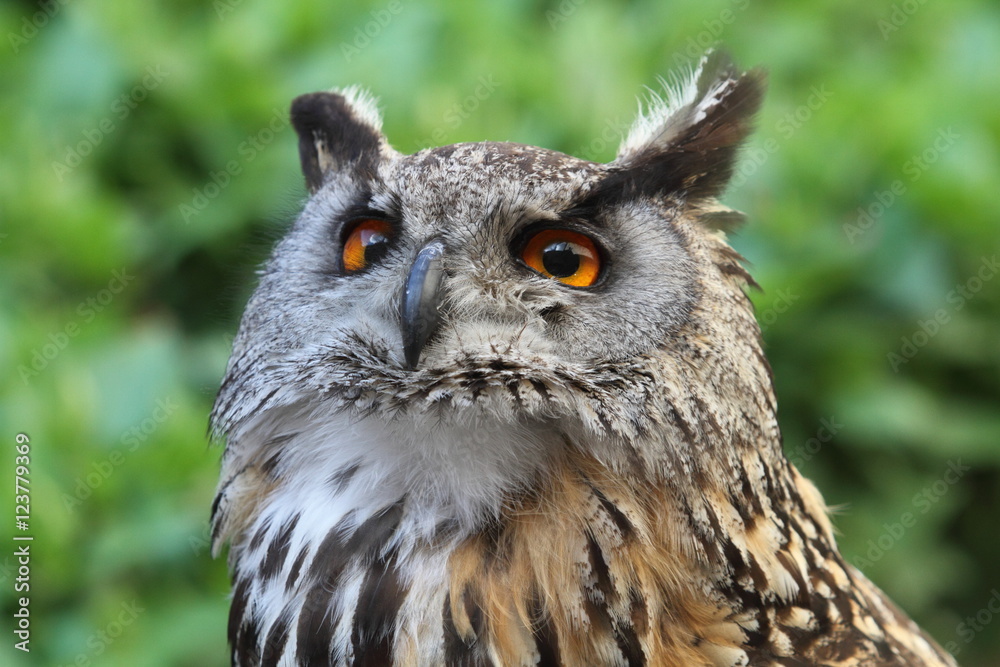 eagle owl eagle owl