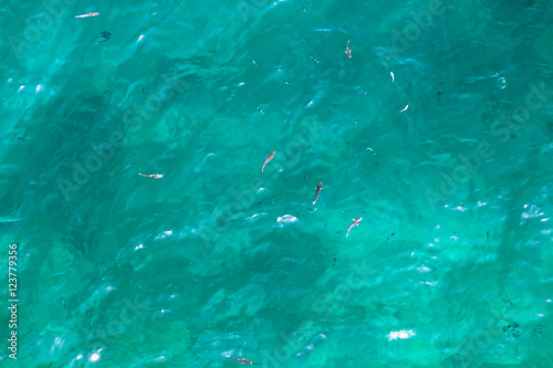 Many fish on the surface of the Alboran Sea in the Strait of Gibraltar