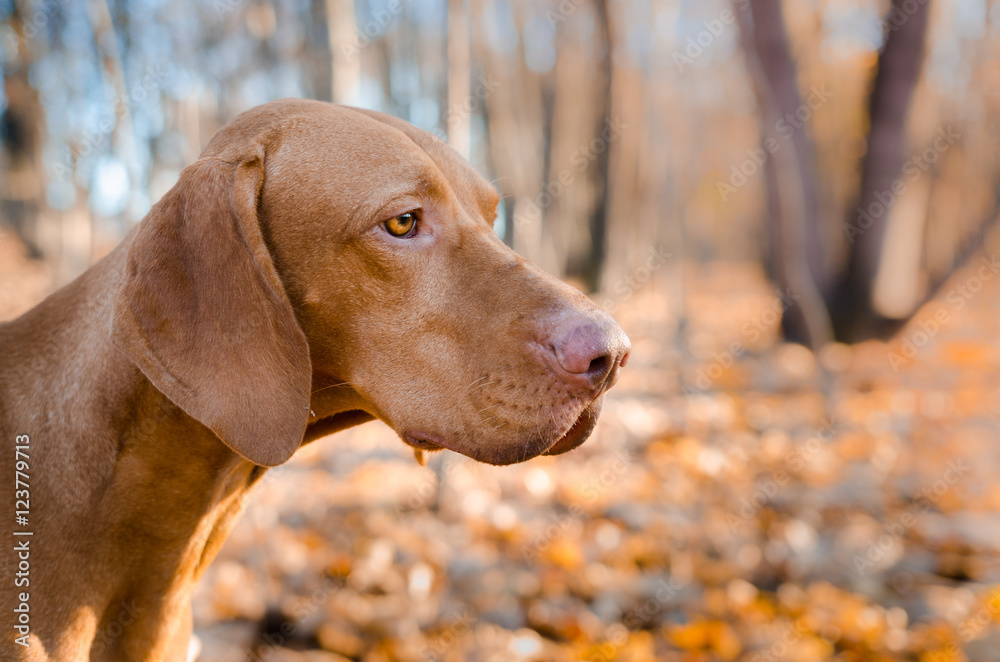 Hungarian hound dog Hungarian hound dog