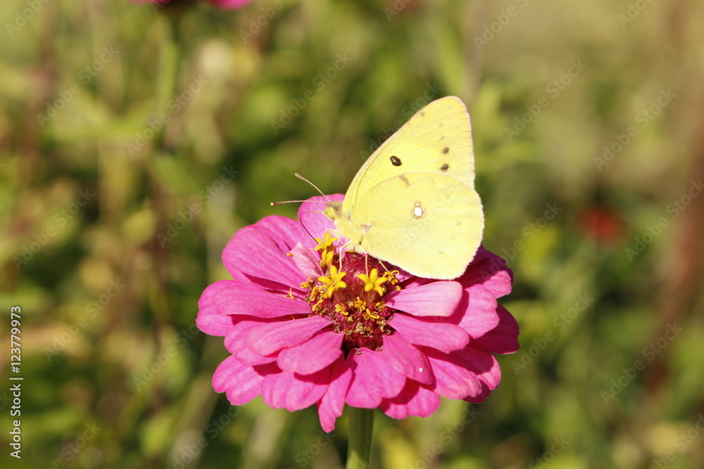 Naklejka premium 꽃과 나비이미지