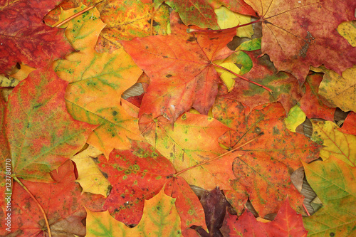 Beautiful multi-colored maple leaves