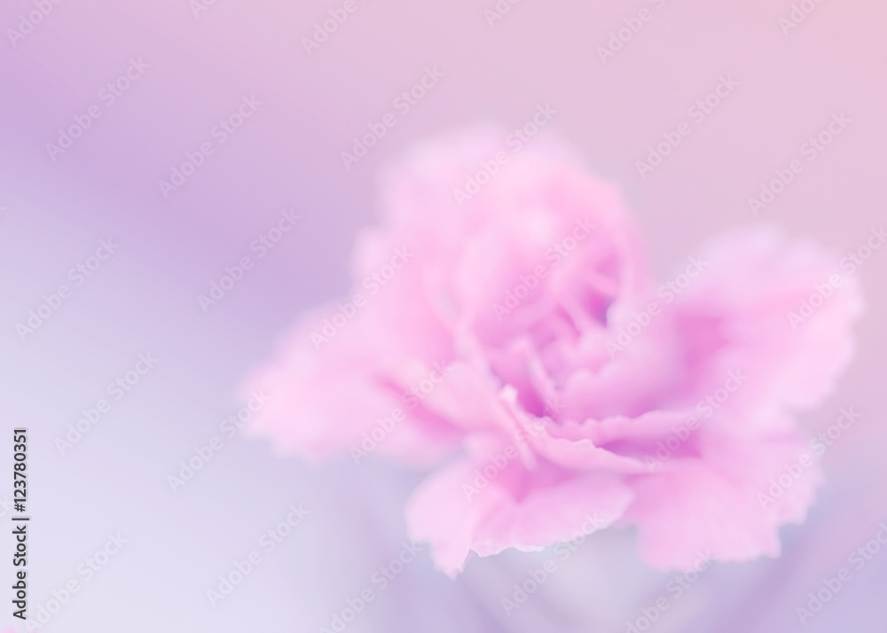Tenderness Lilac - Pink Carnation Macro, Soft
