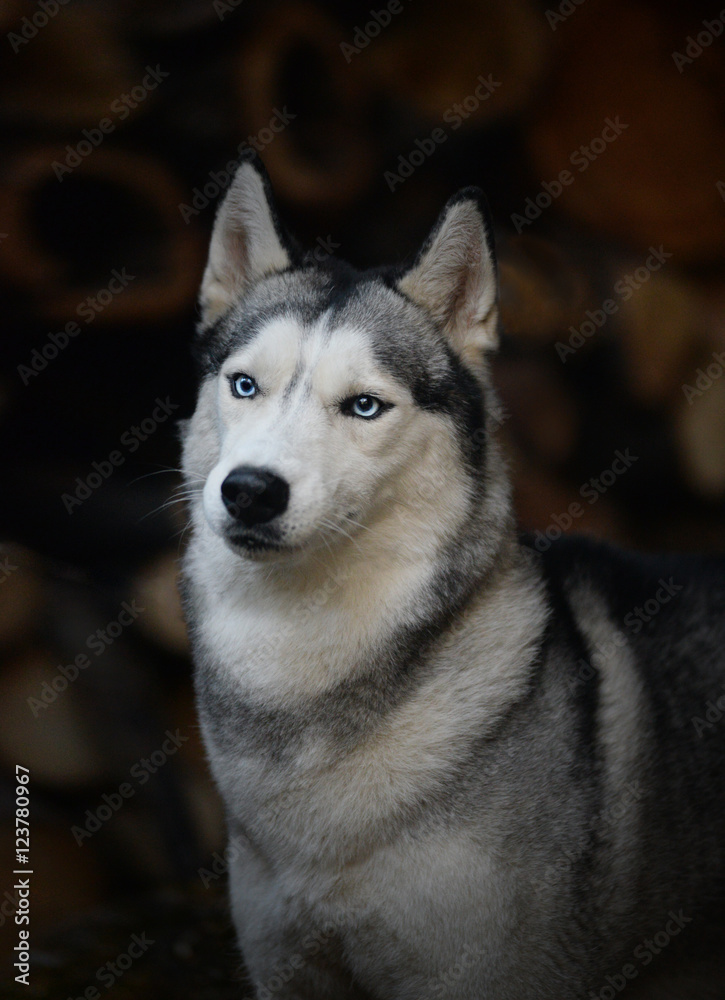 portrait of a dog breed Siberian Husky portrait of a dog breed Siberian Husky