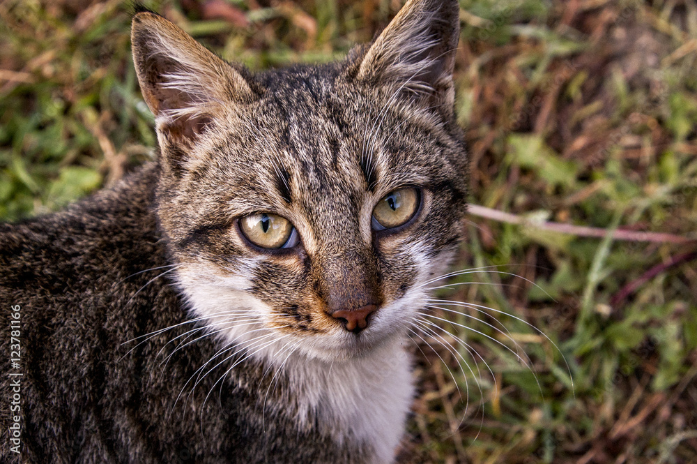 Obraz premium cat