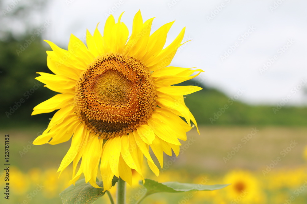 Fototapeta premium 向日葵畑