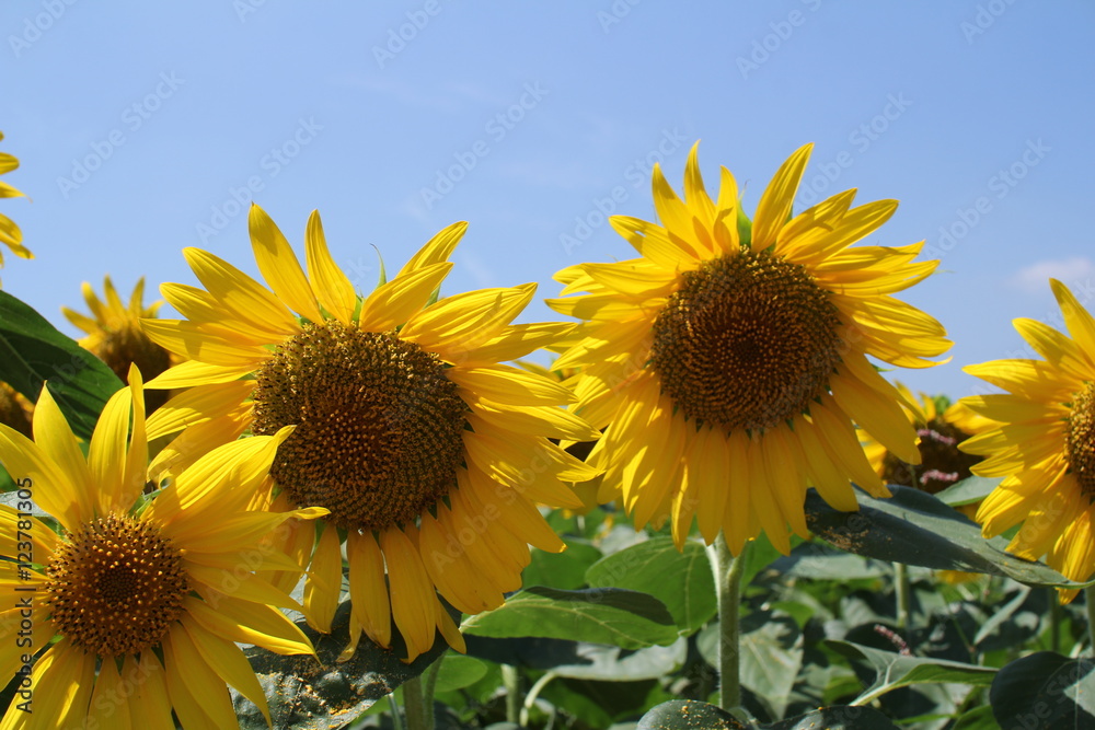 Obraz premium 向日葵畑