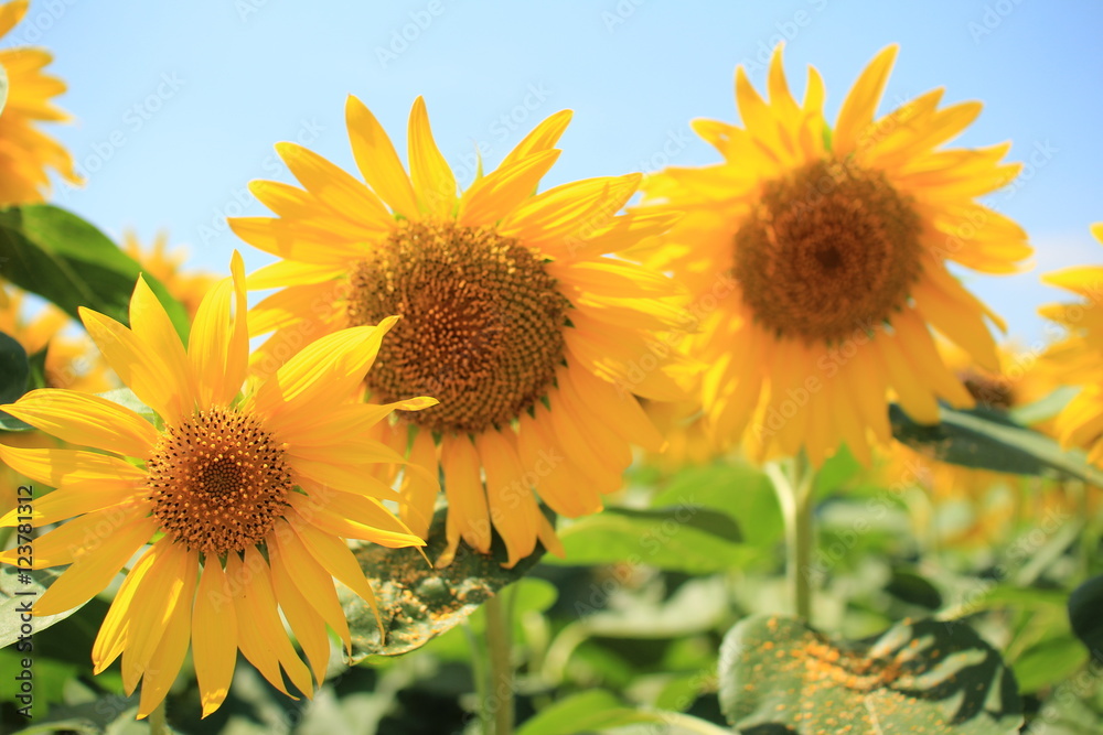 Obraz premium 向日葵畑