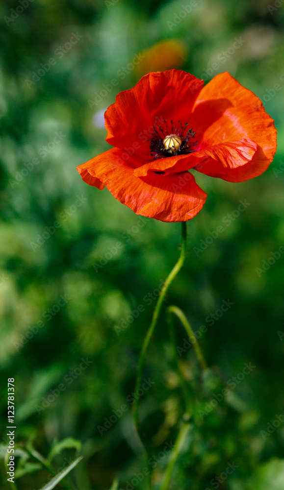 Blühender Klatschmohn Blühender Klatschmohn