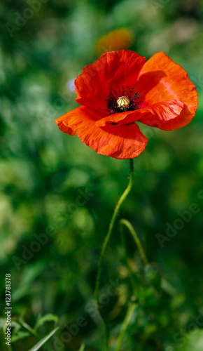 Blühender Klatschmohn