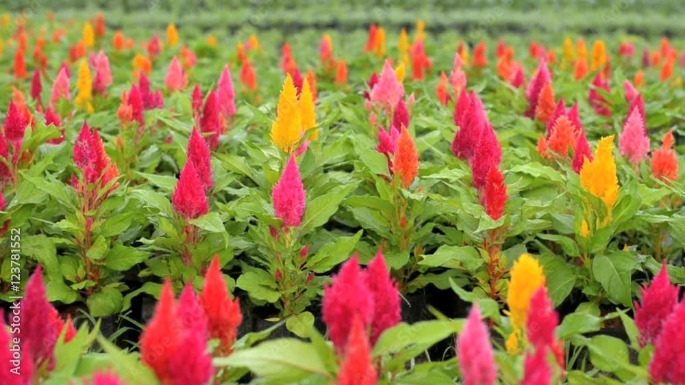 Plumed celosia blooming in garden (Celosia argentea L), left pan Plumed celosia blooming in garden (Celosia argentea L), left pan
