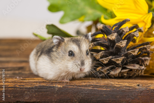 little pet hamster - Phodopus sungorus