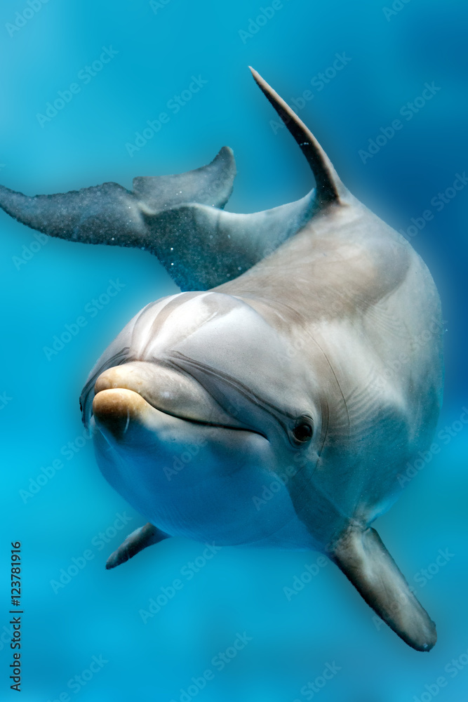 Fototapeta premium dolphin close up portrait detail while looking at you