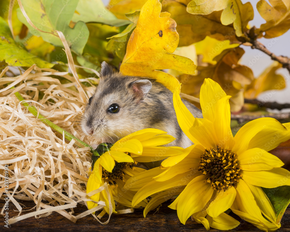 little pet hamster - Phodopus sungorus Stock-Foto | Adobe Stock