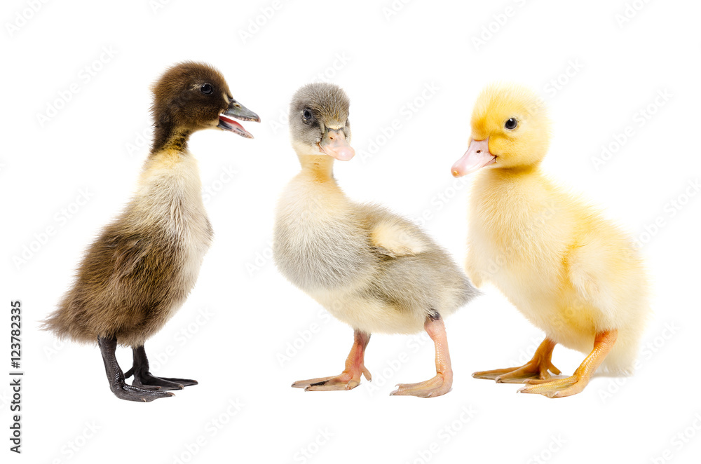 Three duckling together 