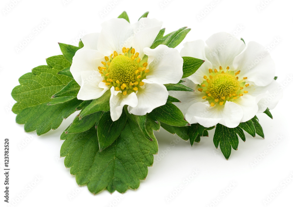 Obraz premium Two white flowers.