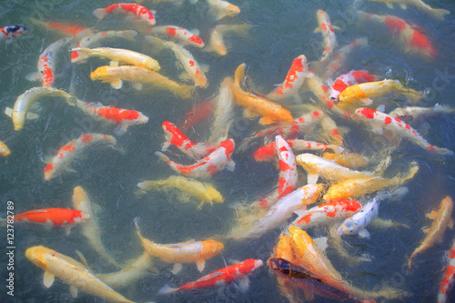 鯉の群れ © Hirosan