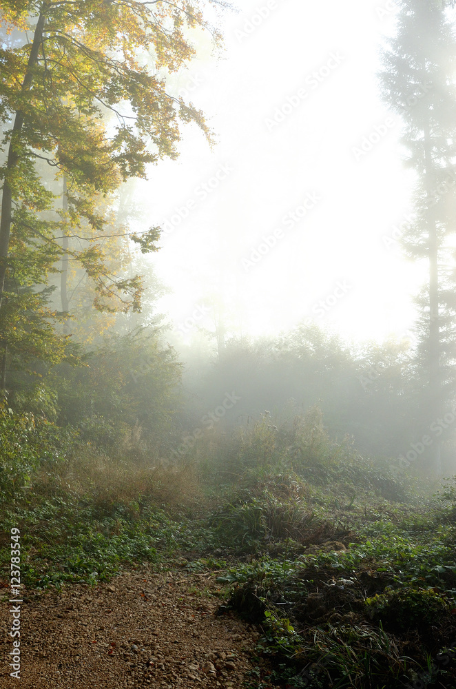 Fototapeta premium Herbst Nebel