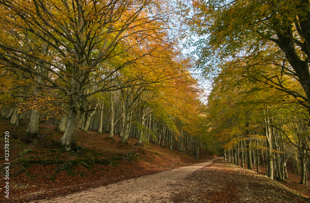Fototapeta premium Autunno nel romantico viale alberato