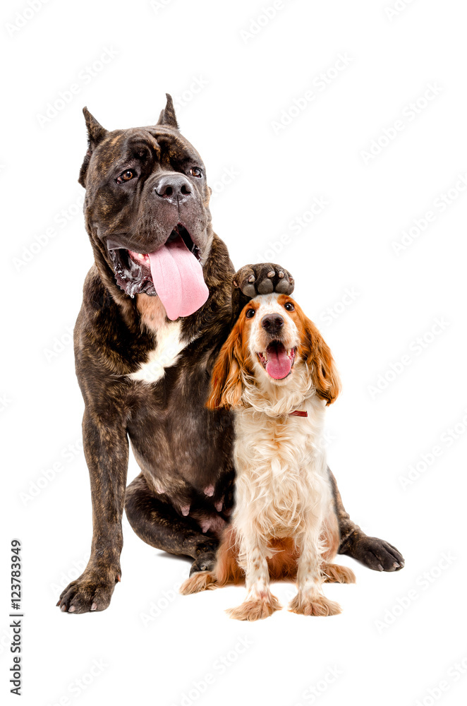 Cane Corso dog sitting with a paw on the head of Russian spaniel 