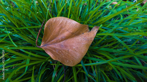 autumn leaf on green grass