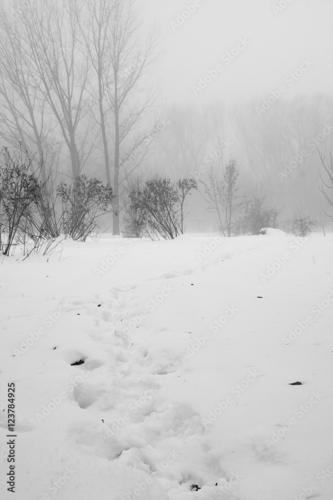 Fototapeta premium Winter foggy landscape in the park