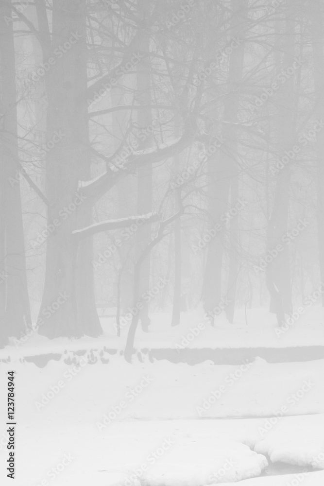 Winter foggy landscape in the park