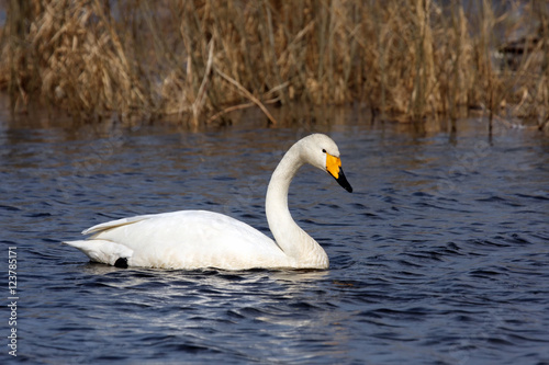 The whooper swan  Cygnus cygnus  on water