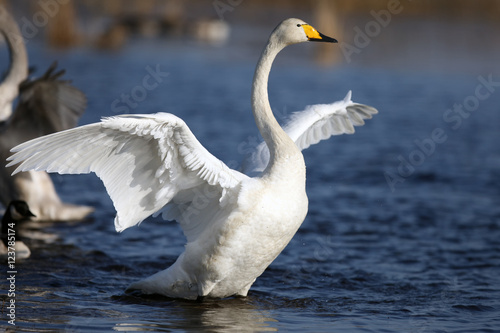 The whooper swan (Cygnus cygnus) with wings spread