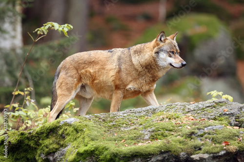 The gray wolf or grey wolf  Canis lupus  adult wolf standing on a rock