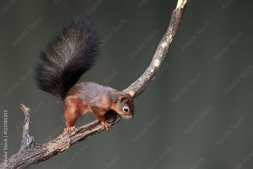 Fototapeta premium The red squirrel or Eurasian red squirrel (Sciurus vulgaris) on the branch