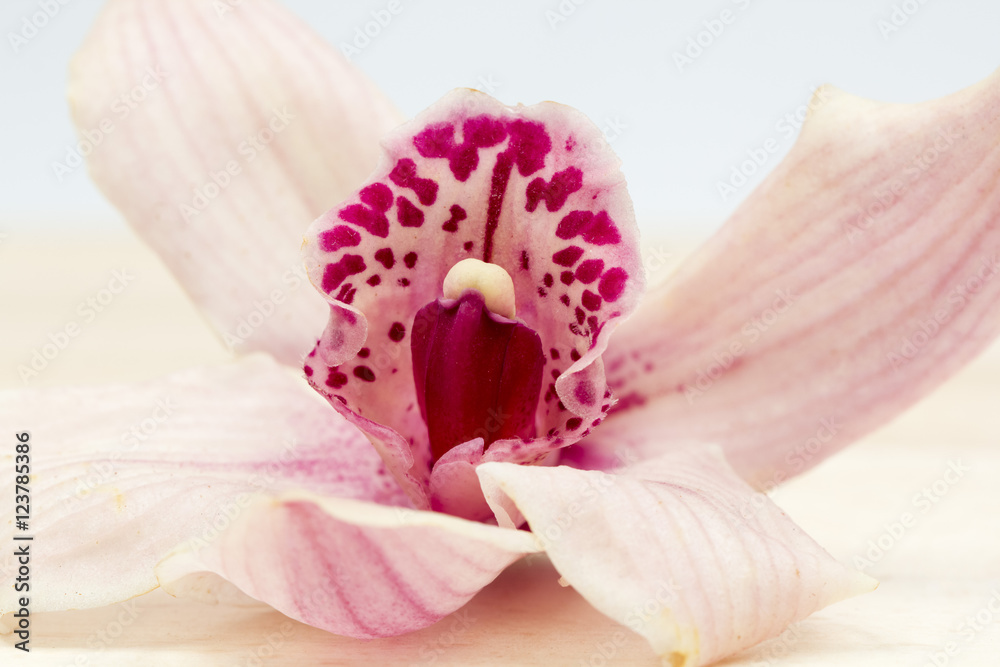Macro shot of a beautiful pink and mauve orchid Macro shot of a beautiful pink and mauve orchid