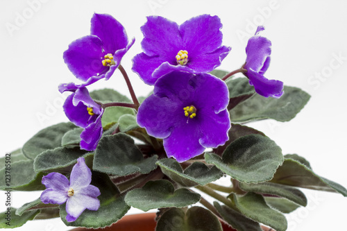 African violet (Saint-paulia ionantha) with beautiful flowers details photo